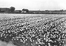 836746 Gezicht op een bloembollenveld met bloeiende narcissen in de omgeving van Vogelenzang.